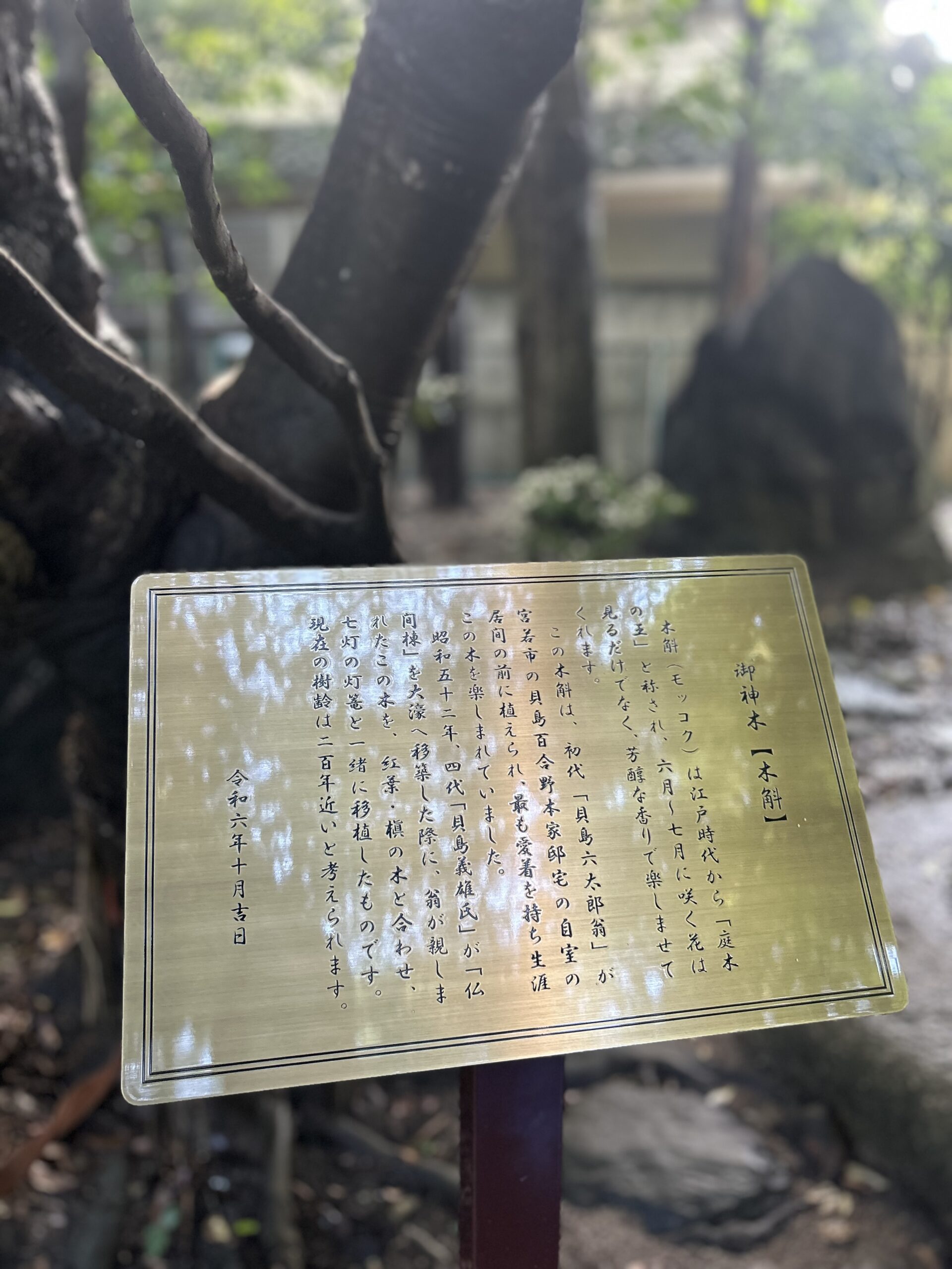 御神木　説明板
