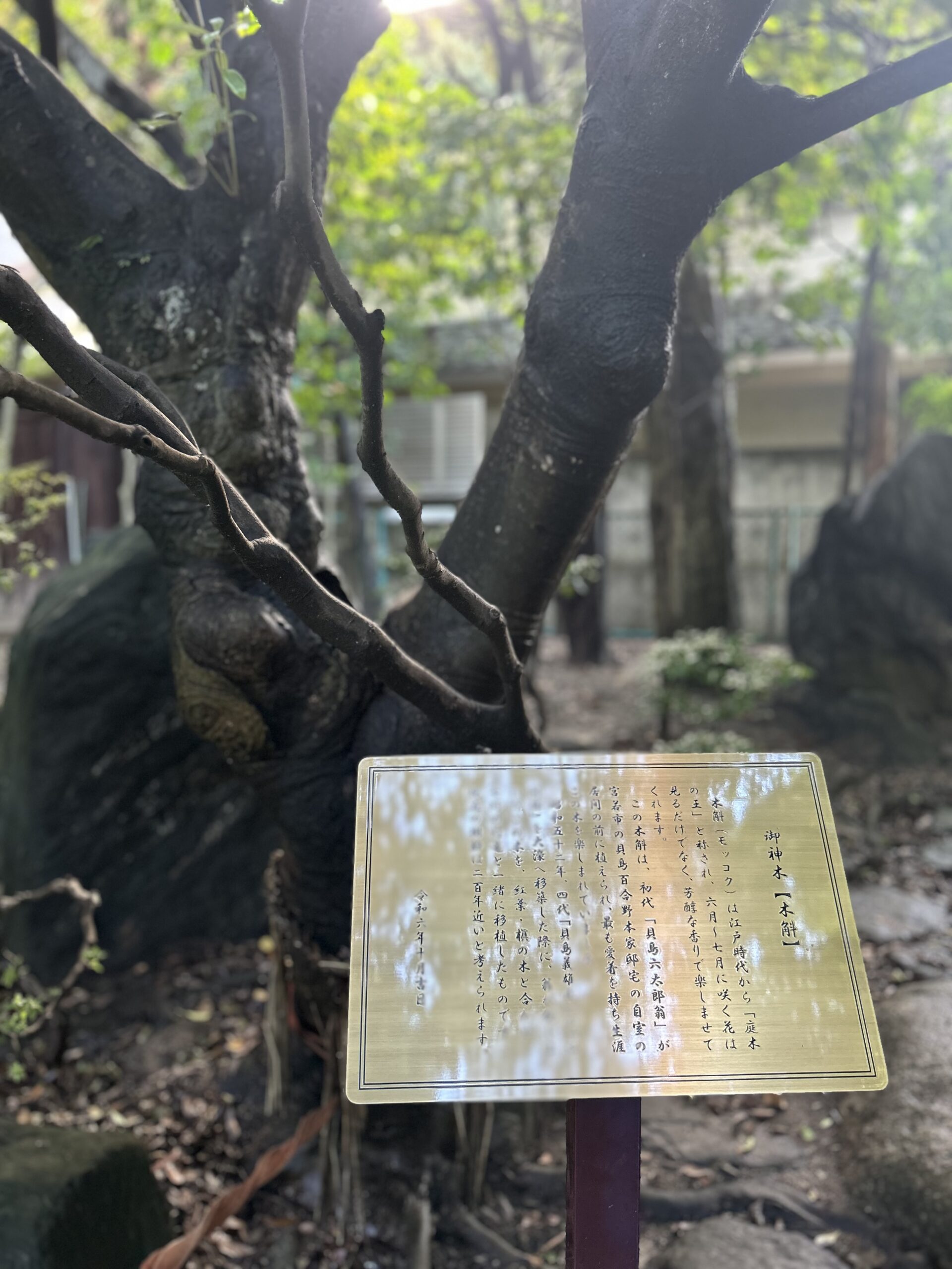 御神木　説明板