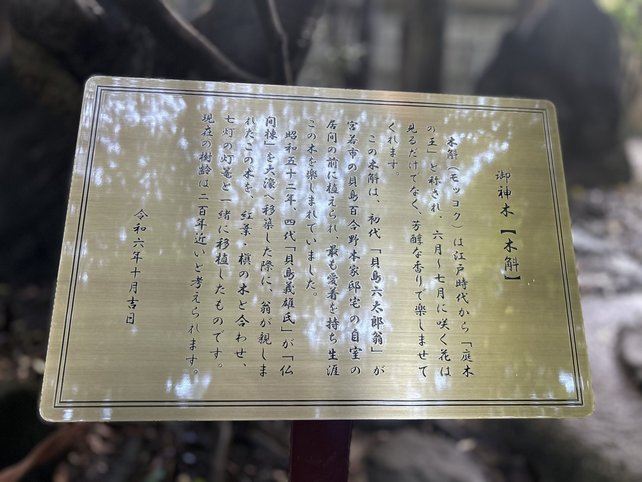 御神木　説明板