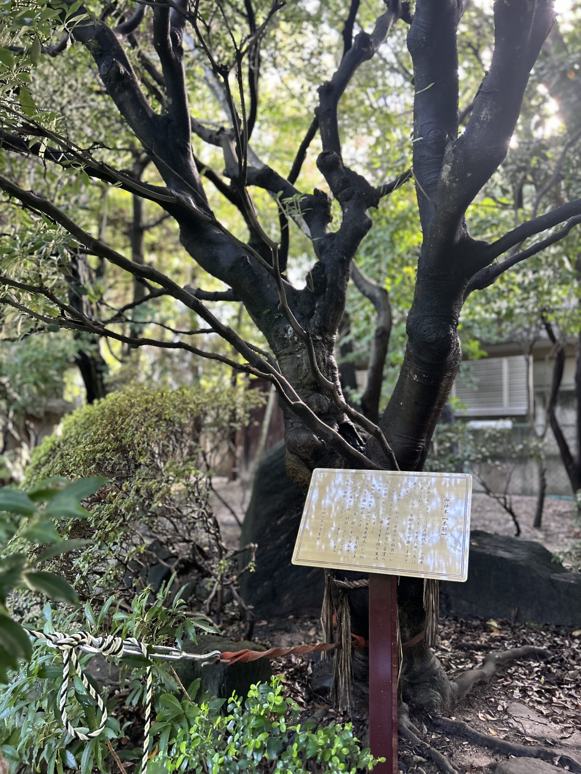 御神木　説明板